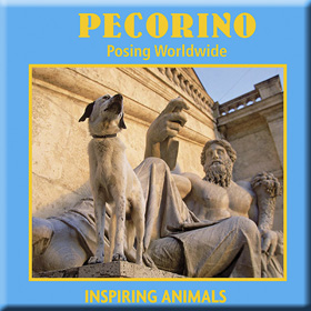 Pecorino - Posing Worldwide 